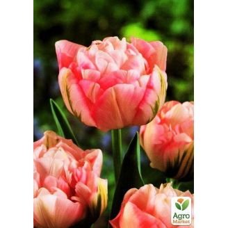 Тюльпан Peach Blossom 3шт в упаковке