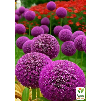 Алліум Purple Sensation