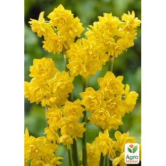 Нарцис Golden Deilicious (багатоквітковий)
