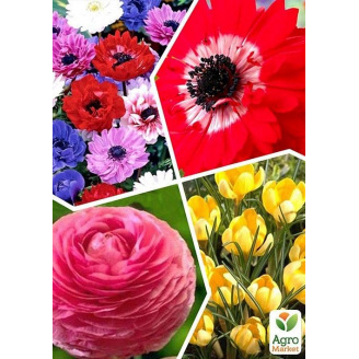 Мікс цибулин з 4-х сортів Парад цвітіння (Flowering Parade) 20шт цибулин