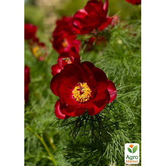 Півонія тонколистова Воронець (tenuifolia)