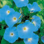 Семена GL SEEDS Ипомея Голубая 1 г (4823096908410) Чугуев