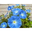 Семена GL SEEDS Ипомея Голубая 1 г (4823096908410) Чугуев