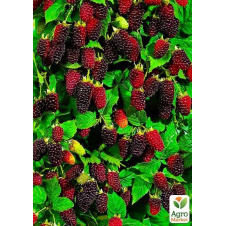 Малинно-ожиновий гібрид Бойсенберрі (Boysenberry) (ремонтантний сорт, один з найкращих гібридів)