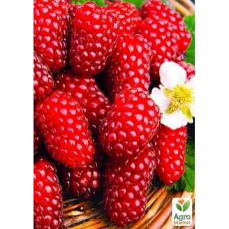Малинно - ежевичный гибрид Логанберри (Loganberry) (ранние сроки созревания)