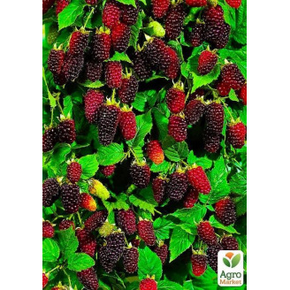 Малинно-ежевичный гибрид Бойсенберри (Boysenberry) (ремонтантный сорт, один из лучших гибридов)