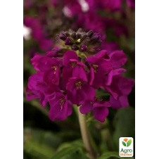 Арабис реснитчатый Barranca Deep Rose (яркий многолетний почвопокровник)