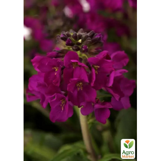 Арабис реснитчатый Barranca Deep Rose (яркий многолетний почвопокровник)