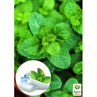 Мята Spearmint (Chewing Gum)