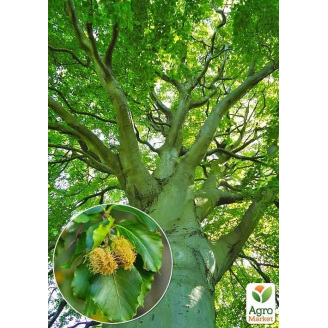 Бук европейский (Fagus sylvatica) высота 25-35см