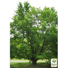 Эвкоммия вязолистная (Eucommia ulmoides), Р9