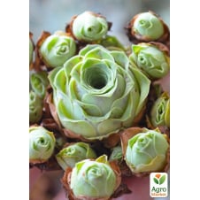 Гриновія Green Rose