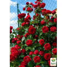 Роза парковая Red Eden Rose (саженец класса АА+) высший сорт