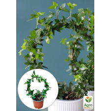 Плющ кімнатний Shamrock (арка)