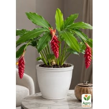 LMTD Имбирь комнатный Zingiber officinale `Bontemps` высота 15-25см