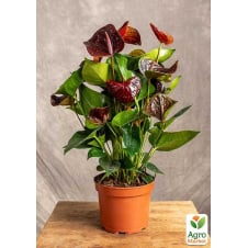 Антуриум (Anthurium) Essencia высота 40-50см