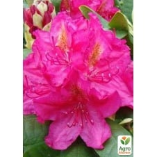 Рододендрон Pearce`s American Beauty вазон Р9