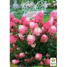 Гортензія хуртовина Strawberry Blossom вазон Р9