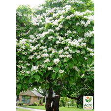 Катальпа китайская овальнолистная (Catalpa ovata), Р9