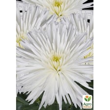 Хризантема Alaka White (низкорослая крупноцветковая)