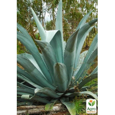 Агава американская Latifolia (кадочное, вечнозеленое, экзотическое растение)
