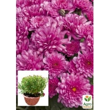 Хризантема Садова Beautiful Rose (висота 30-50см)