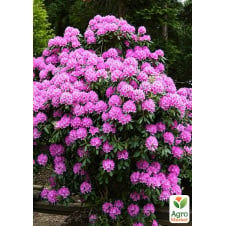 Рододендрон кэтевбинский 3-х летний Roseum Elegans С2, высота 20-30см