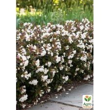 Вейгела Black and White (Weigela Florida)