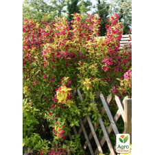 Вейгела Golden Jeans (Weigela Florida)