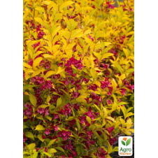 Вейгела Aurea (Weigela Florida)