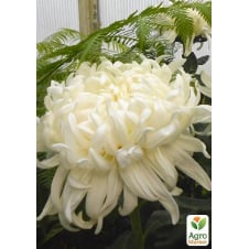 Хризантема Cosmo White (низкорослая крупноцветковая)