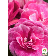 Пеларгония ампельная махровая Vintage Rose