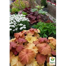 Гейхера (Heuchera) Caramel С1 (высота 15-30см)