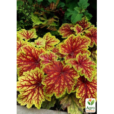 Гейхера (Heuchera) Red Lightning С1 (высота 15-30см)