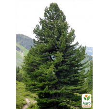 Сосна Европейский кедр (Pinus cembra) горшок P9