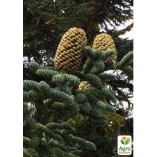Ялиця велична (Abies magnifica var. Shastensis) горщик P9