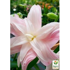 Лилия Махровая Lotus Breeze