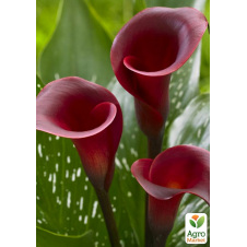 Калла Sumatra (C1,5 висота 20-40 см)