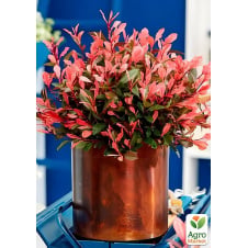 Photinia fraseri Little Fenna у горщику P9