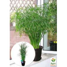 LMTD Пальма Парасолькова Cyperus alternifolius висота 60-70см