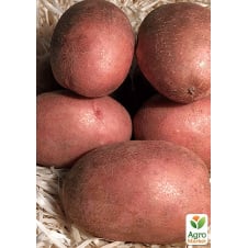Картопля насіннєва Княгиня середньостигла (1-ша репродукція) 1 кг