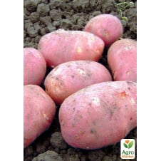 Картофель семенной Родина среднеспелый (1-я репродукция) 1 кг