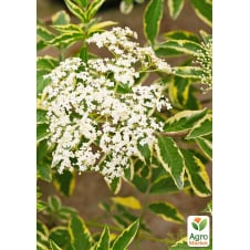 Бузина черная Variegata в контейнере Р9