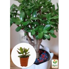 Денежное дерево Crassula Ovata (крассула, толстянка) Р9