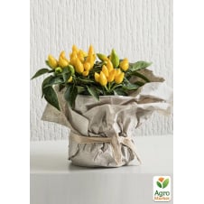 Перец комнатный Yellow острый (съедобный, декоративный)