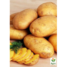 Картофель семенной Королева Анна среднеспелый (1-я репродукция) 1 кг