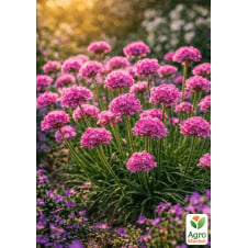 Армерія приморська Rosea (Armeria maritima Rosea)