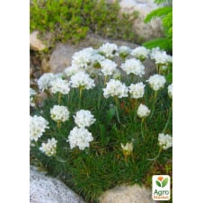 Армерія приморська Alba (Armeria maritima Alba)